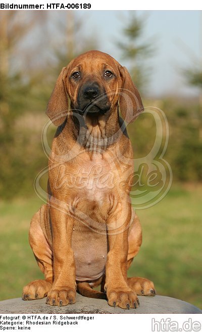 Rhodesian Ridgeback Welpe / rhodesian ridgeback puppy / HTFA-006189