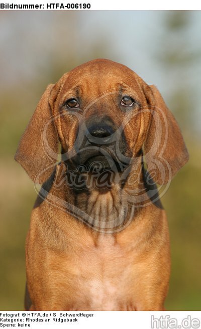 Rhodesian Ridgeback Welpe / rhodesian ridgeback puppy / HTFA-006190