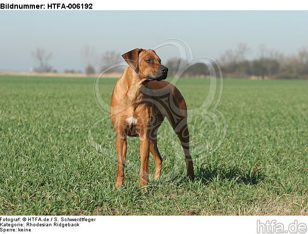 Rhodesian Ridgeback / HTFA-006192