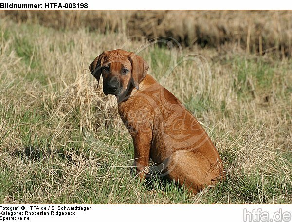 Rhodesian Ridgeback Welpe / rhodesian ridgeback puppy / HTFA-006198