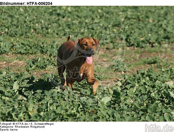 Rhodesian Ridgeback / HTFA-006204