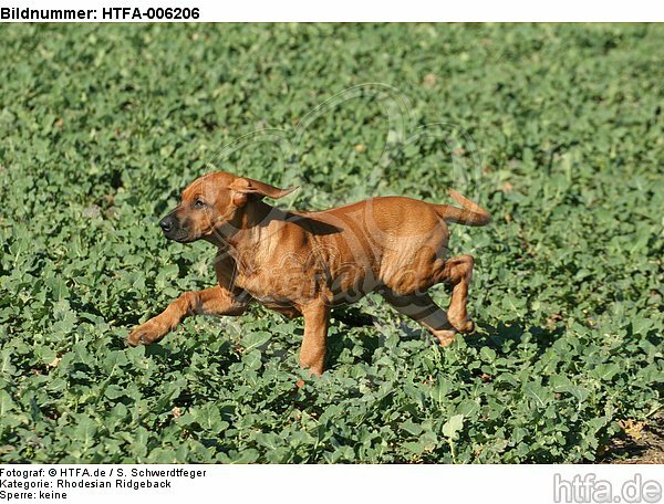 Rhodesian Ridgeback Welpe / rhodesian ridgeback puppy / HTFA-006206