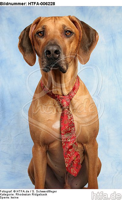 Rhodesian Ridgeback / HTFA-006228