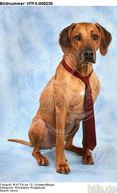 Rhodesian Ridgeback / HTFA-006230