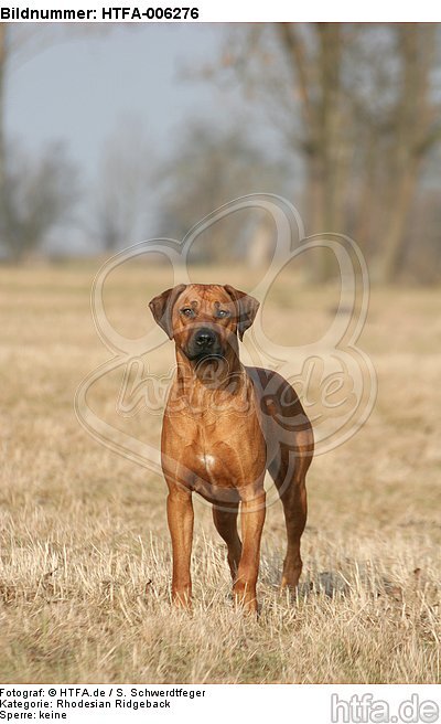 Rhodesian Ridgeback / HTFA-006276