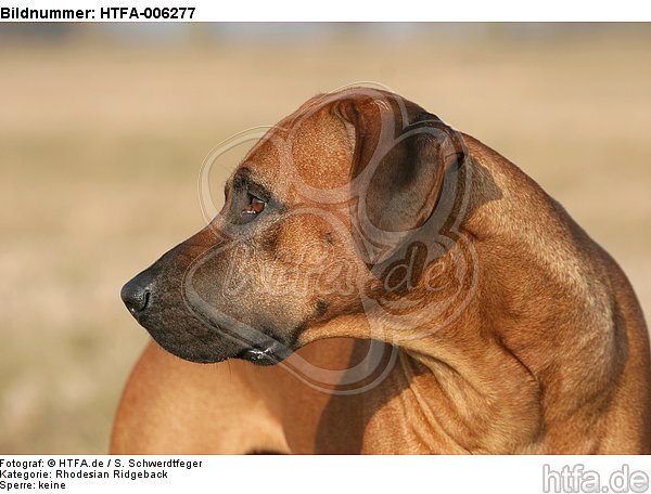 Rhodesian Ridgeback / HTFA-006277