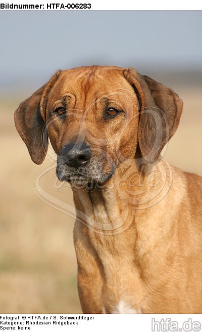 Rhodesian Ridgeback / HTFA-006283