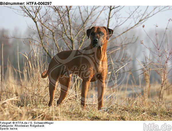 Rhodesian Ridgeback / HTFA-006297