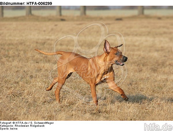 Rhodesian Ridgeback / HTFA-006299