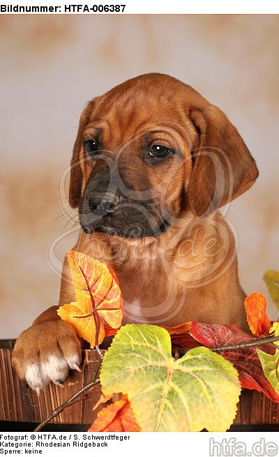 Rhodesian Ridgeback Welpe / rhodesian ridgeback puppy / HTFA-006387