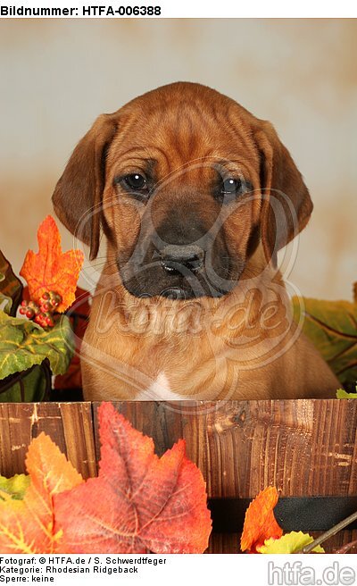 Rhodesian Ridgeback Welpe / rhodesian ridgeback puppy / HTFA-006388