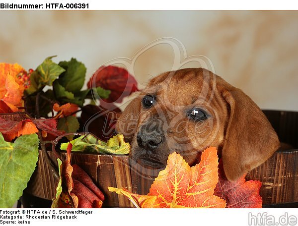 Rhodesian Ridgeback Welpe / rhodesian ridgeback puppy / HTFA-006391