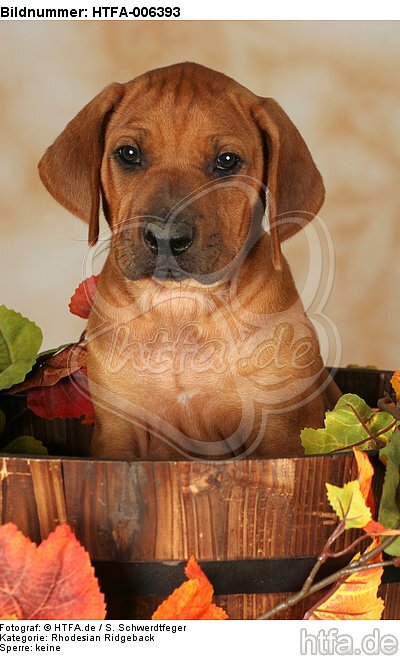 Rhodesian Ridgeback Welpe / rhodesian ridgeback puppy / HTFA-006393