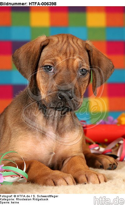 Rhodesian Ridgeback Welpe / rhodesian ridgeback puppy / HTFA-006398