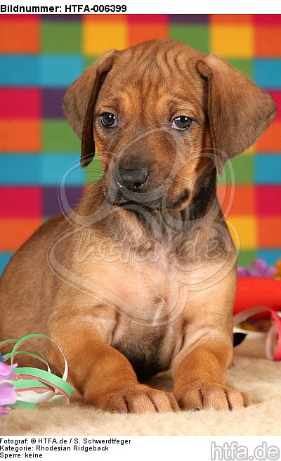 Rhodesian Ridgeback Welpe / rhodesian ridgeback puppy / HTFA-006399