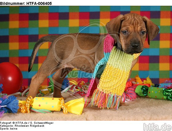 Rhodesian Ridgeback Welpe / rhodesian ridgeback puppy / HTFA-006405