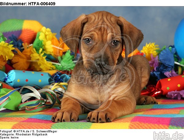 Rhodesian Ridgeback Welpe / rhodesian ridgeback puppy / HTFA-006409