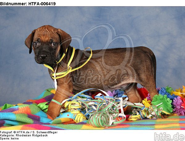 Rhodesian Ridgeback Welpe / rhodesian ridgeback puppy / HTFA-006419