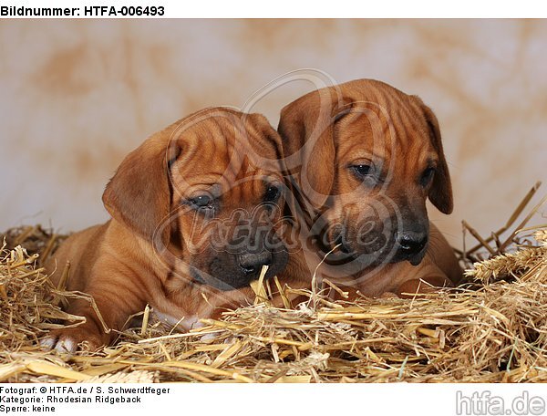 Rhodesian Ridgeback Welpen / rhodesian ridgeback puppies / HTFA-006493