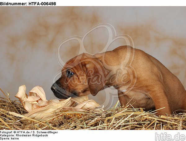 Rhodesian Ridgeback Welpe / rhodesian ridgeback puppy / HTFA-006498