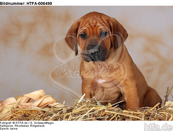 Rhodesian Ridgeback Welpe / rhodesian ridgeback puppy / HTFA-006499