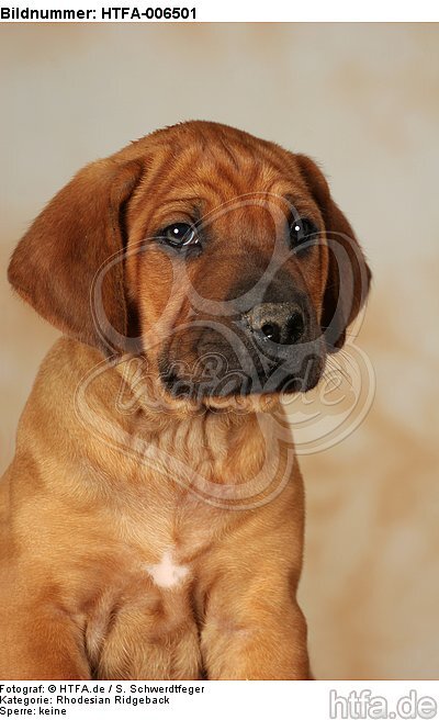 Rhodesian Ridgeback Welpe / rhodesian ridgeback puppy / HTFA-006501