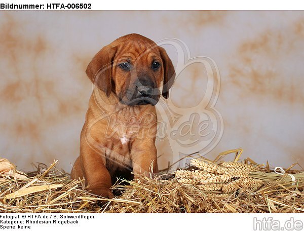 Rhodesian Ridgeback Welpe / rhodesian ridgeback puppy / HTFA-006502