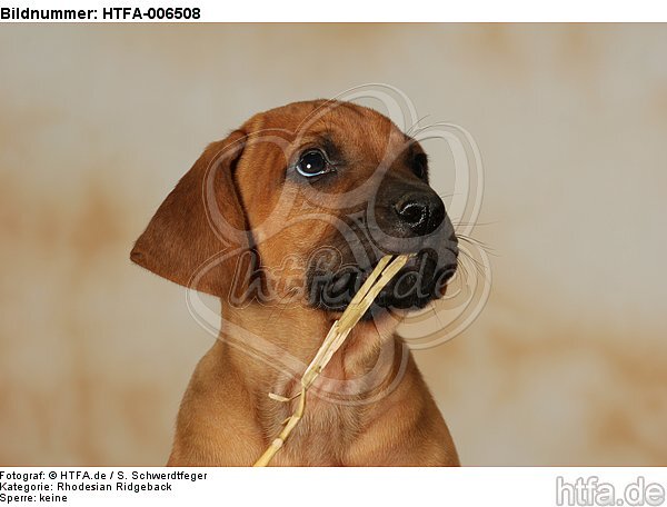 Rhodesian Ridgeback Welpe / rhodesian ridgeback puppy / HTFA-006508