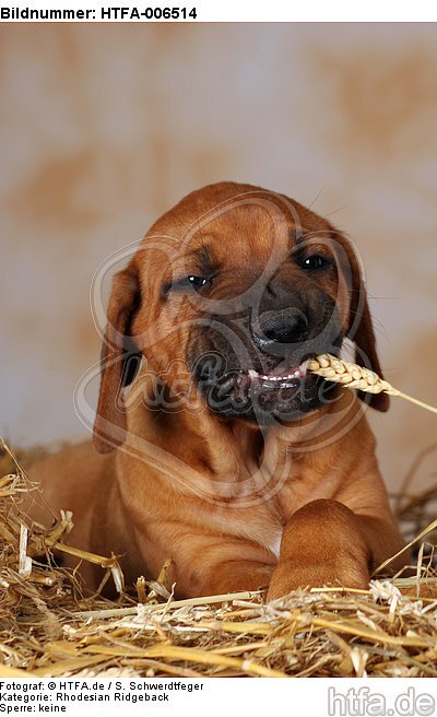 Rhodesian Ridgeback Welpe / rhodesian ridgeback puppy / HTFA-006514