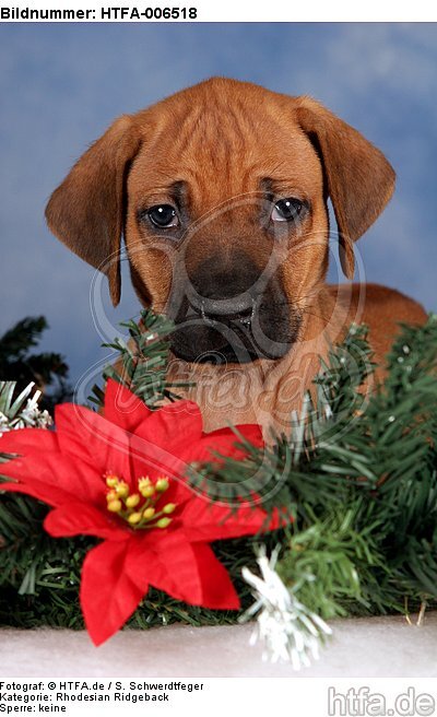 Rhodesian Ridgeback Welpe / rhodesian ridgeback puppy / HTFA-006518