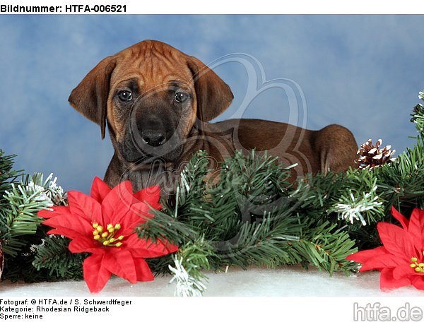 Rhodesian Ridgeback Welpe / rhodesian ridgeback puppy / HTFA-006521