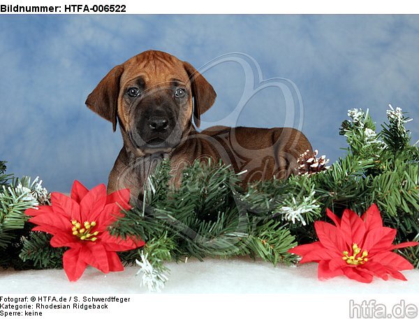 Rhodesian Ridgeback Welpe / rhodesian ridgeback puppy / HTFA-006522