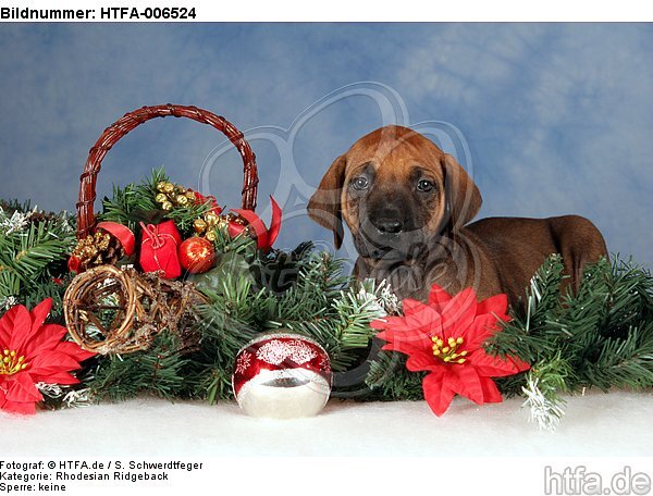 Rhodesian Ridgeback Welpe / rhodesian ridgeback puppy / HTFA-006524