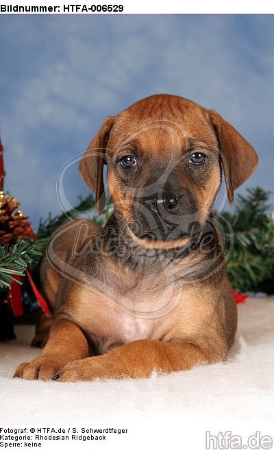 Rhodesian Ridgeback Welpe / rhodesian ridgeback puppy / HTFA-006529