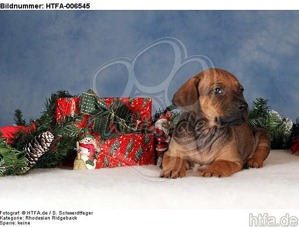 Rhodesian Ridgeback Welpe / rhodesian ridgeback puppy / HTFA-006545