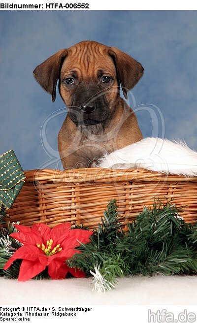 Rhodesian Ridgeback Welpe / rhodesian ridgeback puppy / HTFA-006552