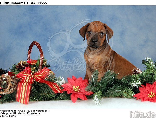 Rhodesian Ridgeback Welpe / rhodesian ridgeback puppy / HTFA-006555