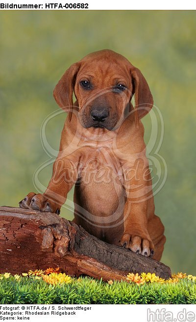 Rhodesian Ridgeback Welpe / rhodesian ridgeback puppy / HTFA-006582