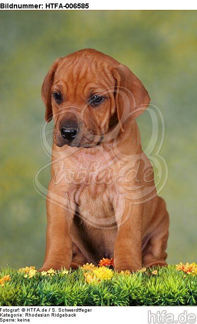 Rhodesian Ridgeback Welpe / rhodesian ridgeback puppy / HTFA-006585