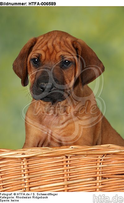 Rhodesian Ridgeback Welpe / rhodesian ridgeback puppy / HTFA-006589