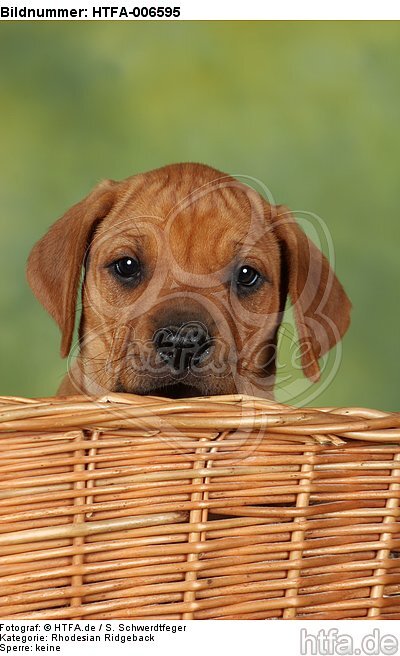 Rhodesian Ridgeback Welpe / rhodesian ridgeback puppy / HTFA-006595