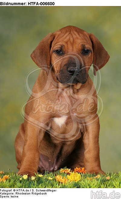 Rhodesian Ridgeback Welpe / rhodesian ridgeback puppy / HTFA-006600