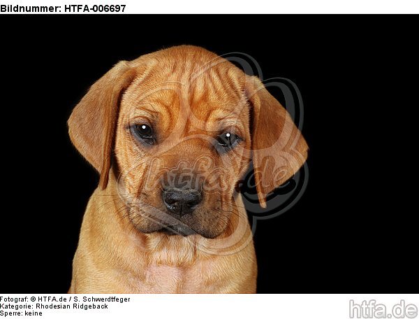 Rhodesian Ridgeback Welpe / rhodesian ridgeback puppy / HTFA-006697