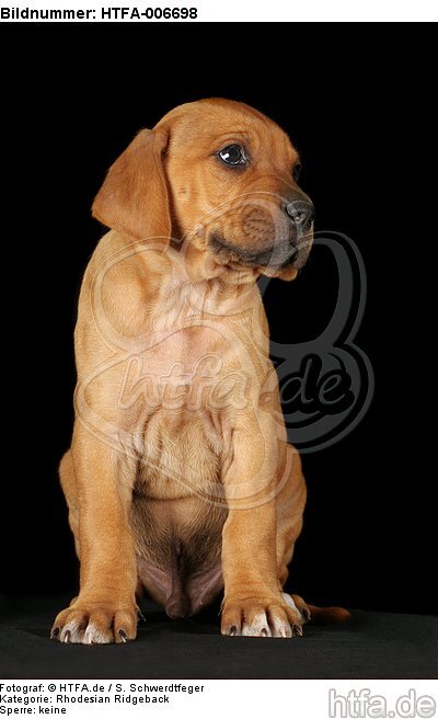 Rhodesian Ridgeback Welpe / rhodesian ridgeback puppy / HTFA-006698