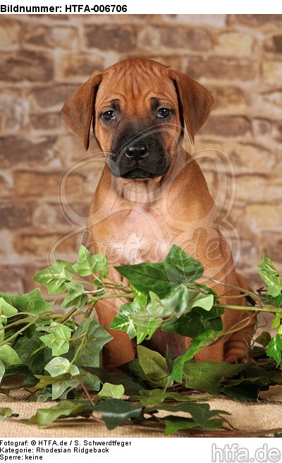 Rhodesian Ridgeback Welpe / rhodesian ridgeback puppy / HTFA-006706