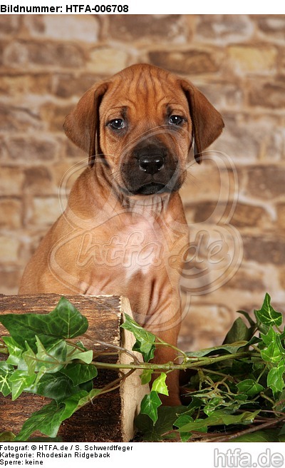 Rhodesian Ridgeback Welpe / rhodesian ridgeback puppy / HTFA-006708