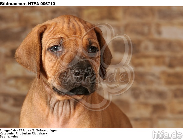 Rhodesian Ridgeback Welpe / rhodesian ridgeback puppy / HTFA-006710