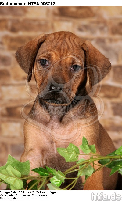 Rhodesian Ridgeback Welpe / rhodesian ridgeback puppy / HTFA-006712