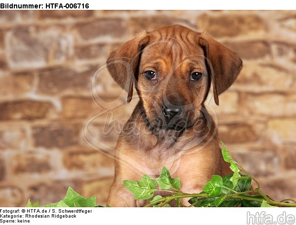 Rhodesian Ridgeback Welpe / rhodesian ridgeback puppy / HTFA-006716