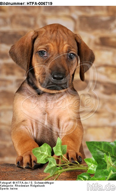 Rhodesian Ridgeback Welpe / rhodesian ridgeback puppy / HTFA-006719